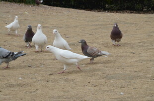 地面上的一群鸽子
