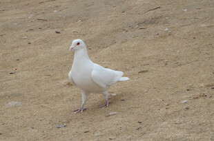 白色鸽子站立于地面
