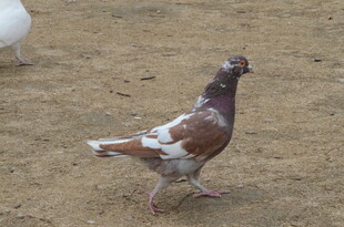 行走的花斑鸽子