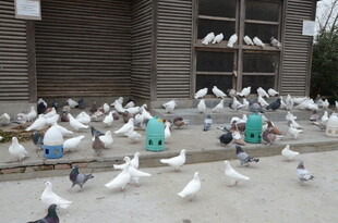 广场上人与鸽子和谐共处