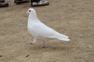 白色鸽子在地面上踱步