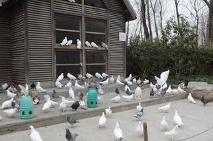 鸽群聚集在小屋旁