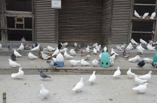 成群白鸽聚集在建筑前