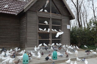 木屋前群鸽聚集的场景