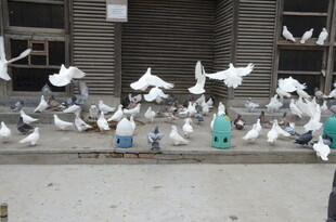 广场上群鸽飞舞的场景