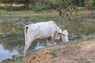 河边白牛低头饮水景象
