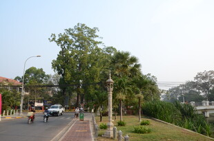 城市街道旁的绿树与车辆