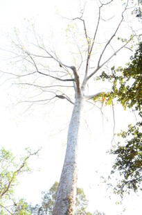 高耸光秃树干与周边绿树