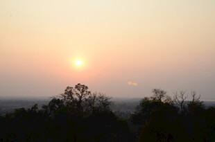 日落时分的树梢剪影