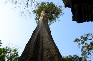 高耸入云的参天大树