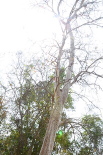 高耸入云的参天大树