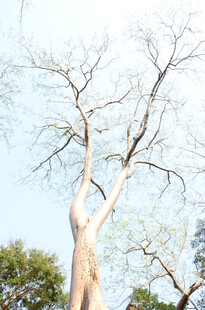 挺拔大树展现自然之美