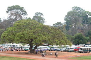 大树下的停车场与人群