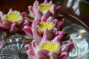 水中绽放的粉色睡莲