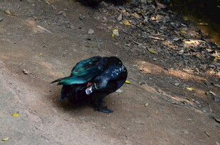 地面上的蓝黑色羽毛鸟