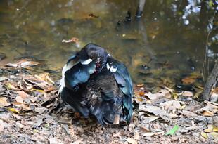 水边休憩的多彩羽毛鸟儿