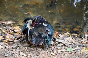 溪边休憩的多彩羽毛鸟类