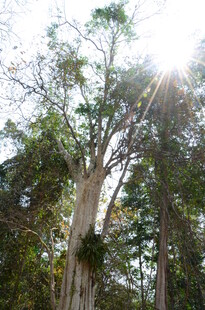 阳光照耀下的茂密树林