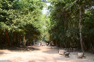 林间静谧小道 自然好风光