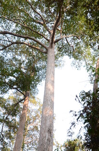 高大挺拔的森林树木景观