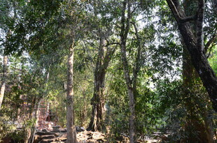 茂密树林中的自然景色