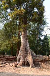 古树下的古老遗迹