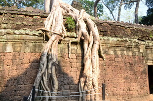 古墙缠绕的粗壮树根