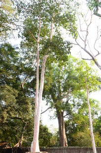 林间高大挺拔的树木