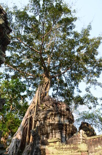 古树下的神秘古老石建筑