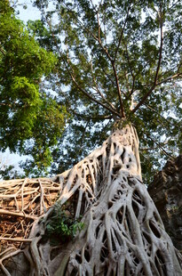 盘根错节的古老树根奇观