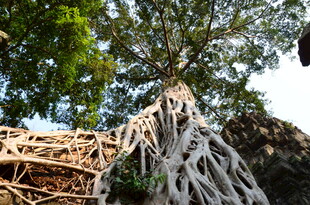 奇特树根缠绕古老建筑