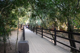 林间木道 静谧自然景致