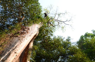 高耸枯树与繁茂绿植