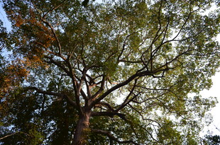 仰视繁茂大树树冠