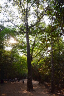 阳光洒落的林间小道