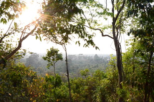 阳光洒落茂密林间美景