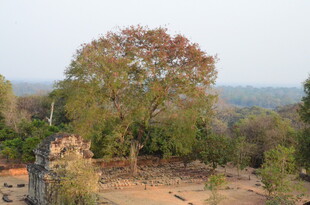 野外树木与古老遗迹景观