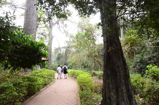 林间漫步小径上的行人