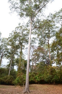 高大挺拔的树木在户外