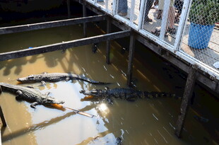 游客桥上观水中鳄鱼