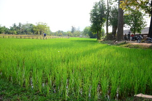 翠绿稻田 田园风光初展现