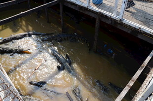 池塘中聚集的黑色鱼类