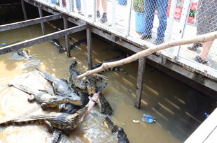 水池中养殖的多只鳄鱼