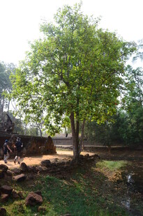 乡村中的葱郁大树