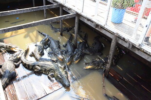 水池中密集的鳄鱼群