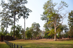 林间开阔草地自然景致