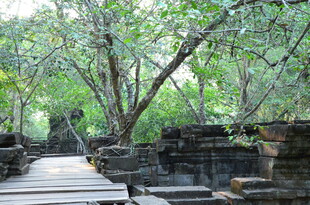 古遗址中繁茂树木与栈道