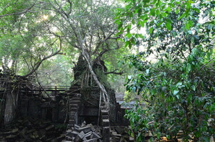 丛林中的古老神秘遗迹