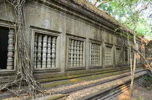 古老建筑被藤蔓缠绕