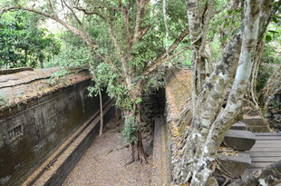 古老庭院中的繁茂树木